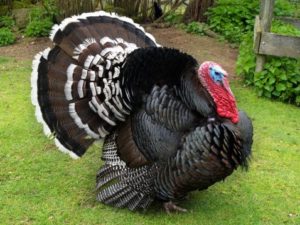 Read more about the article Now Taking Orders for Free Range Thanksgiving Turkeys